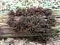 Pihe nyálkagomba (Stemonitis fusca), Mátra